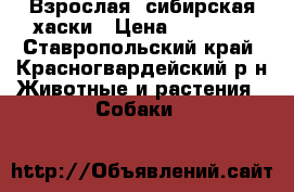 Взрослая, сибирская хаски › Цена ­ 15 000 - Ставропольский край, Красногвардейский р-н Животные и растения » Собаки   
